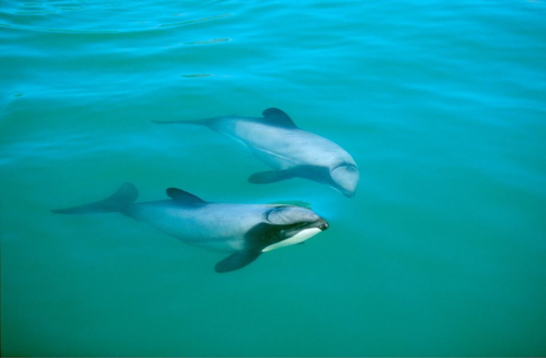 A new course and Hectors dolphins