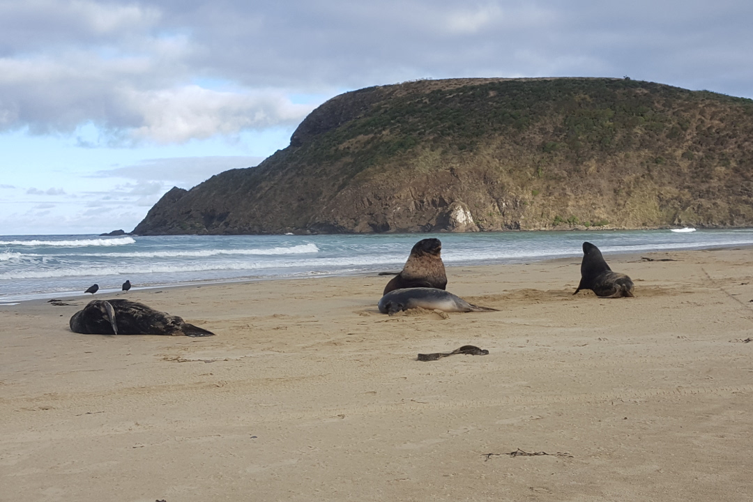 New Zealand sea lions, Proteus' spirit animal?