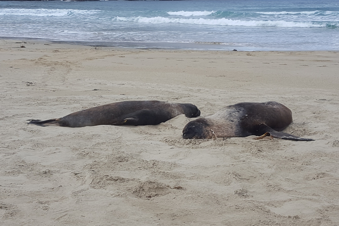 From the mountains to the sea - trees, deer and sea lions.