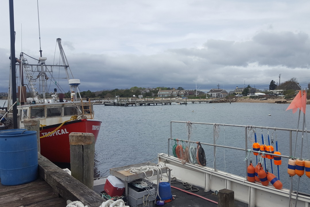 Animal welfare, fish and training